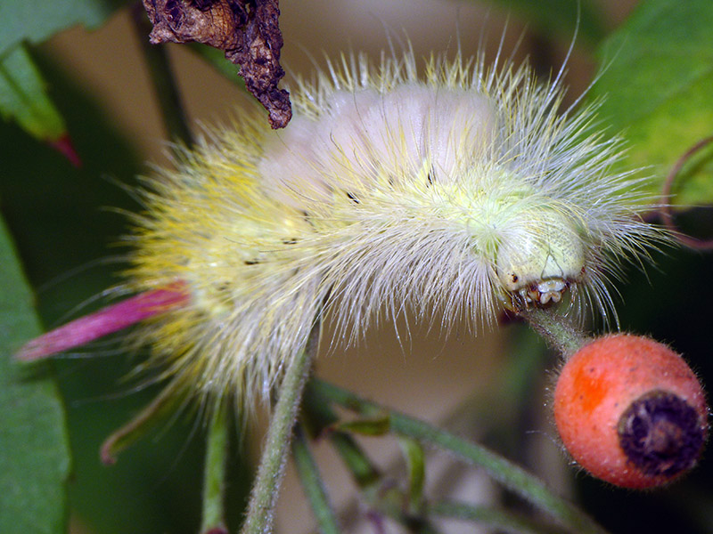 Calliteara pudibunda